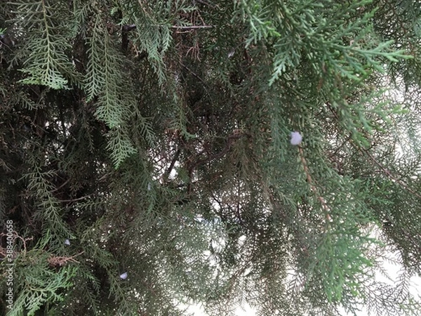 Obraz Galhos de Pinheiro