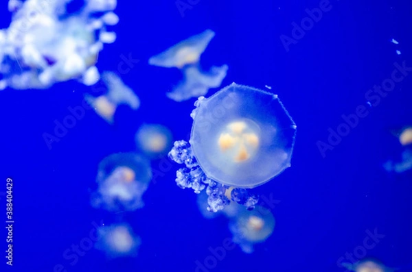 Obraz Jellyfish