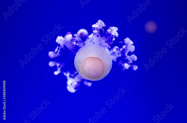 Obraz Jellyfish