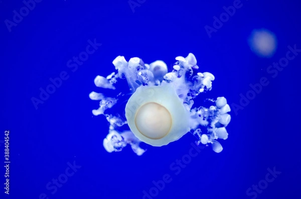 Obraz Jellyfish