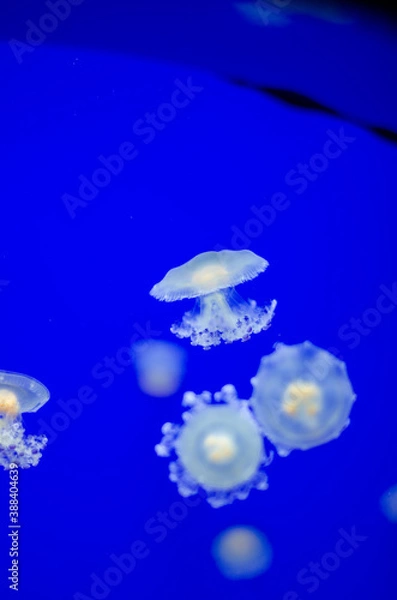 Obraz Jellyfish