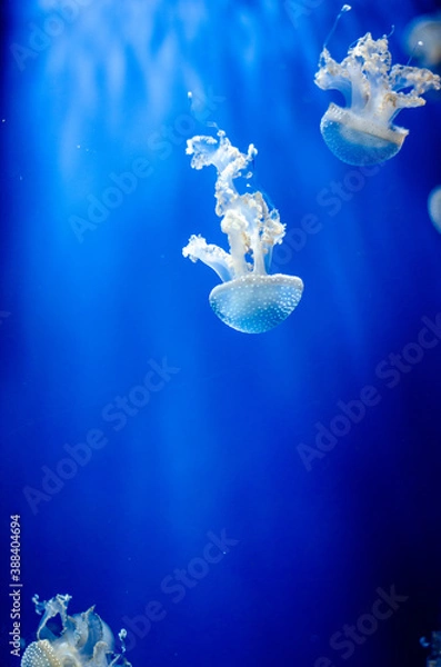 Obraz Jellyfish