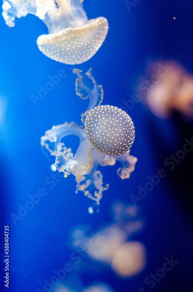 Obraz Jellyfish