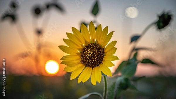 Obraz Sunflower, sunset and moonrise.