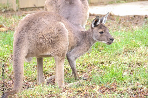 Fototapeta A kangaroo in the grass in profile