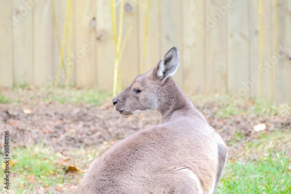 Fototapeta A kangaroo looks over its shoulder