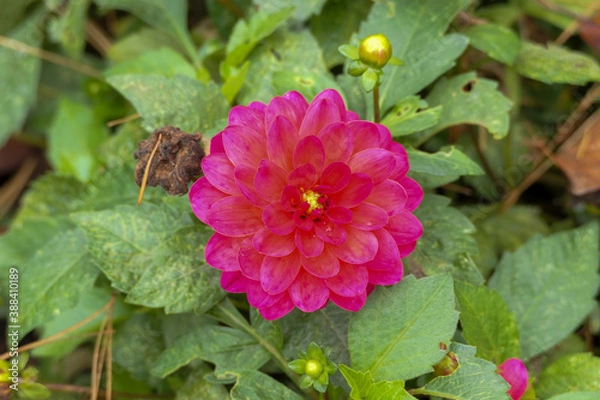 Obraz Dark pink dahlia flower