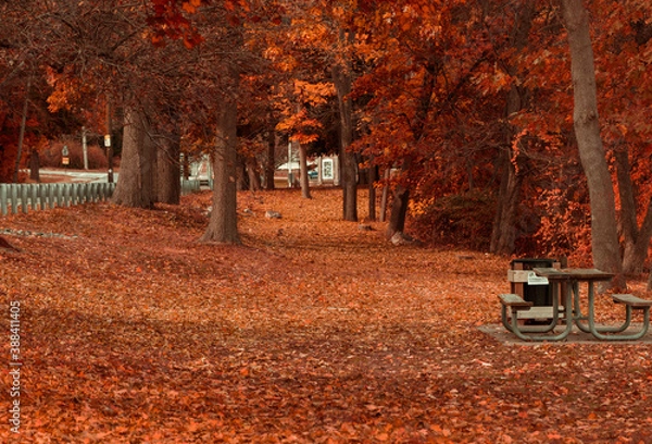 Fototapeta Path with many leaves, all orange, all very beautiful