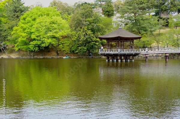 Fototapeta 新緑の浮御堂