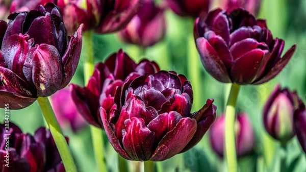 Obraz tulips in spring