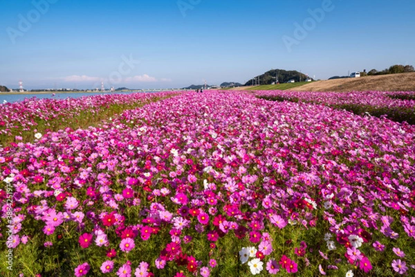 Obraz 水巻町コスモス園