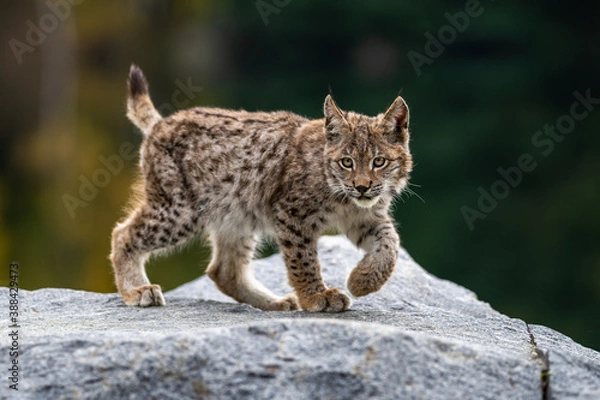 Fototapeta Lynx in green forest with tree trunk. Wildlife scene from nature. Playing Eurasian lynx, animal behaviour in habitat. Wild cat from Germany. Wild Bobcat between the trees