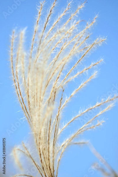 Fototapeta ススキの穂