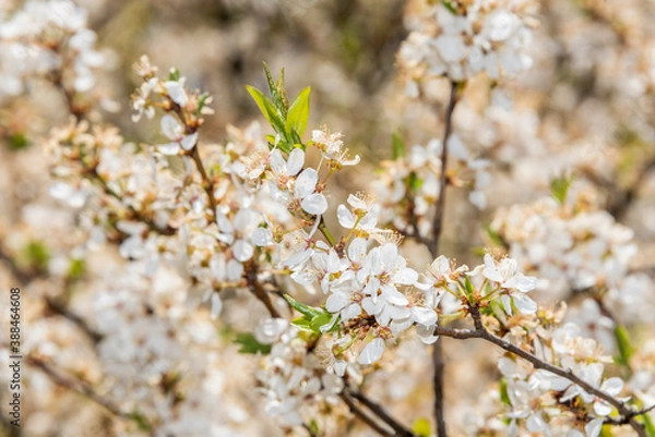 Fototapeta White Plum Tree Blossoms in Spring