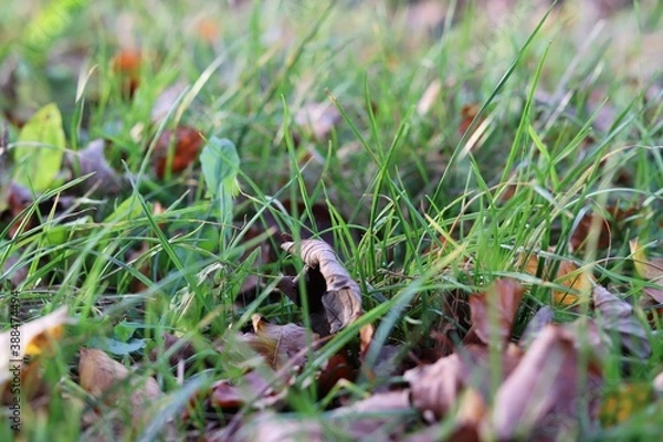 Obraz Laub auf Wiese