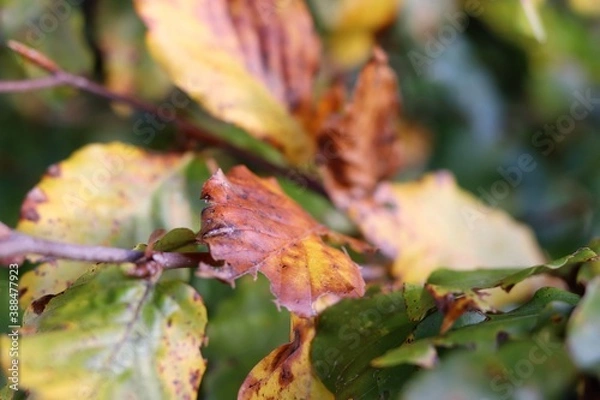 Obraz Herbst beginn... 