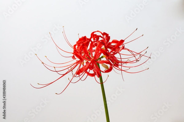 Obraz Spider Lily