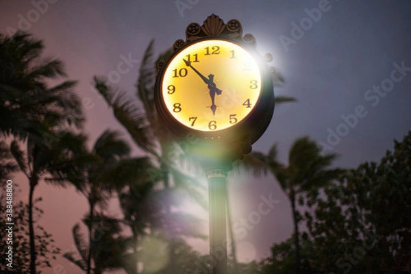 Obraz 夕焼けの椰子の木