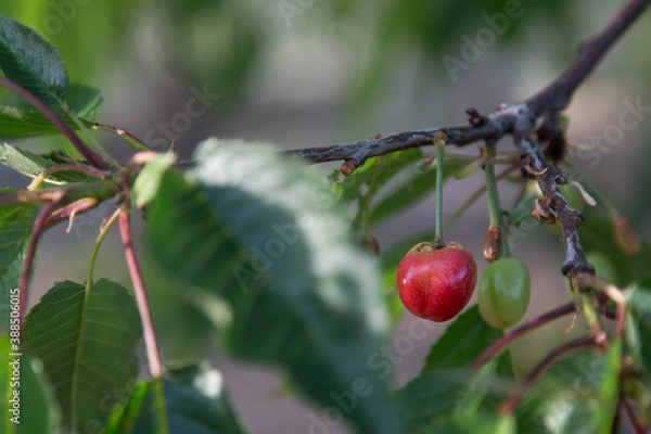 Obraz cherries on a branch