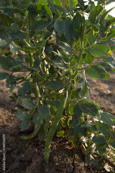 Obraz green beans on the tree
