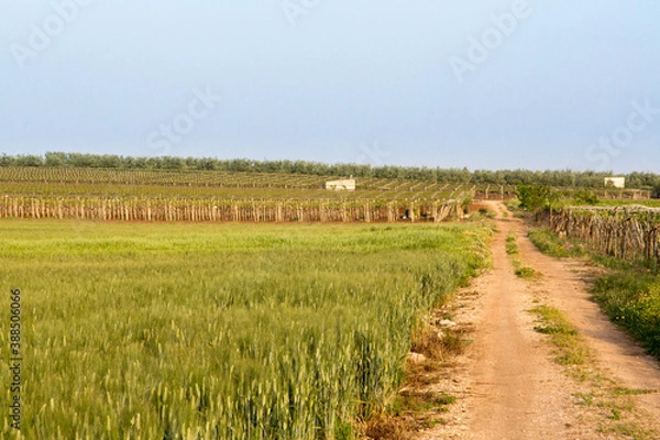 Obraz landscape with vineyard in the background