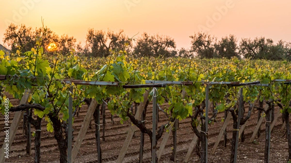 Obraz grape tree in the vineyard