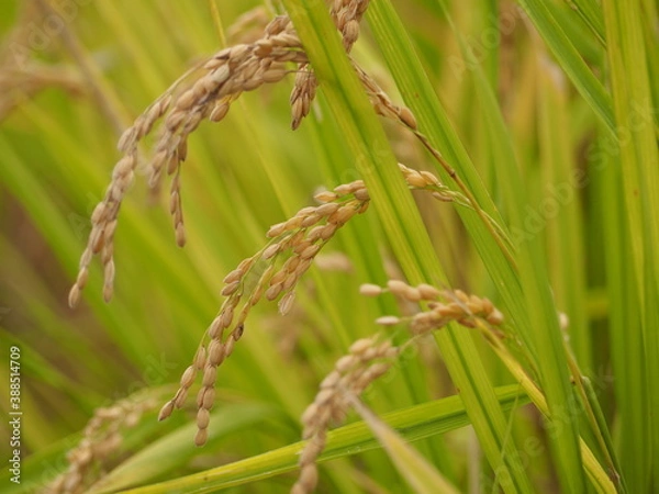 Obraz 収穫の時期を迎えた稲穂
