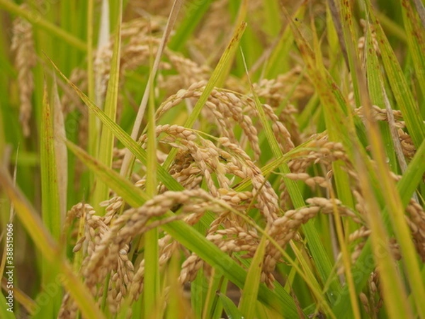 Obraz 収穫の時期を迎えた稲穂