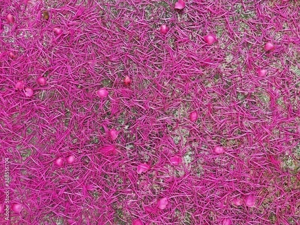Obraz  Pink pollen falls on the cement floor.