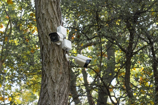 Obraz Security camera on the tree trunk, spy camera
