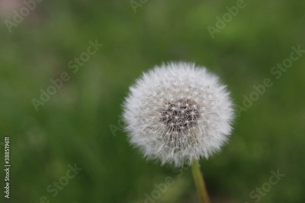 Fototapeta Dandelion with white down close up