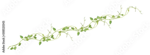 Obraz Heart shaped green leaves climbing vines ivy of cowslip creeper (Telosma cordata) the creeper forest plant growing in wild isolated on white background, clipping path included.