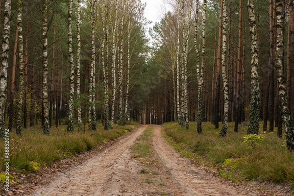 Obraz Birch trees grow in forest