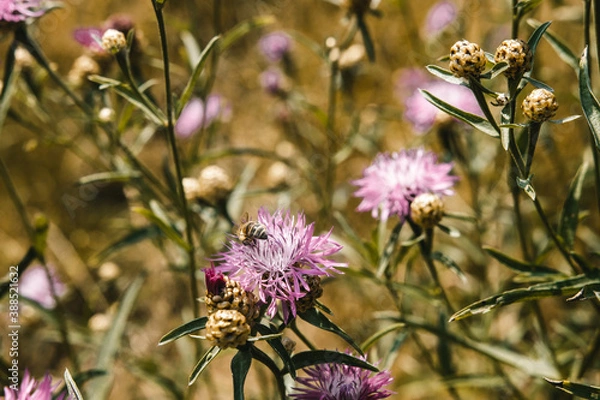 Fototapeta Insect on a flower