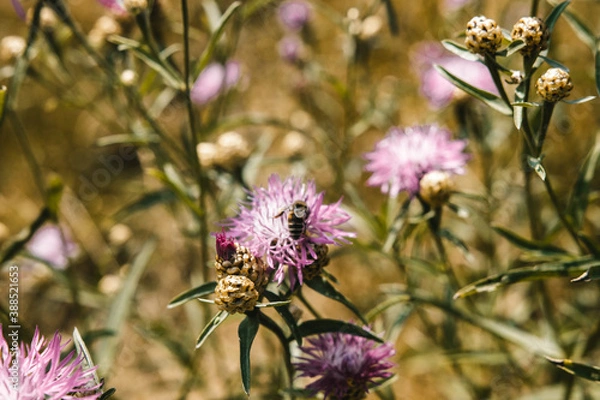 Fototapeta Insect on a flower