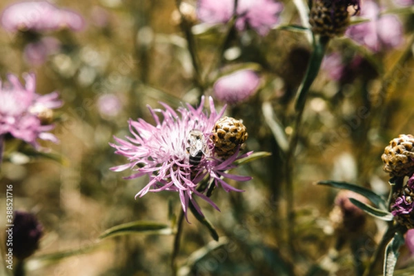 Fototapeta Insect on a flower