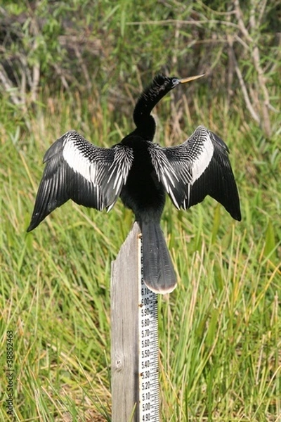 Obraz Cormorant Wings