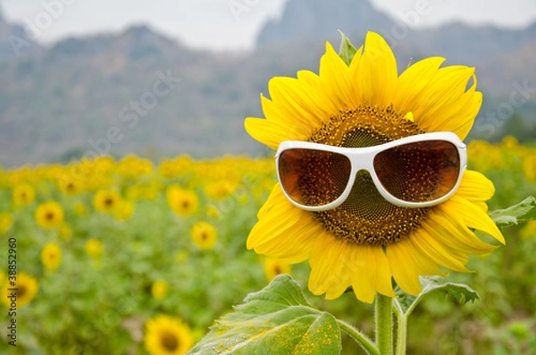 Obraz sunflower and sunglasses