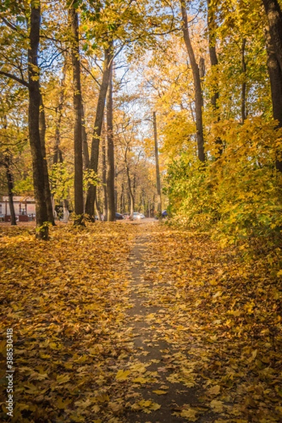 Fototapeta maple oak forest with yellow leaves in warm autumn