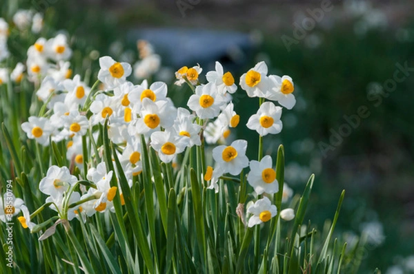 Fototapeta 道沿いに咲き誇る可憐なﾅﾙｼｽ