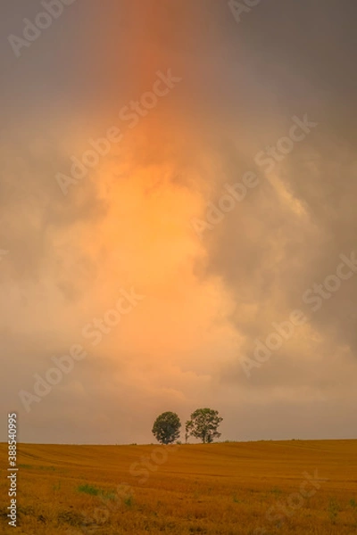 Fototapeta 親子の木のシルエット