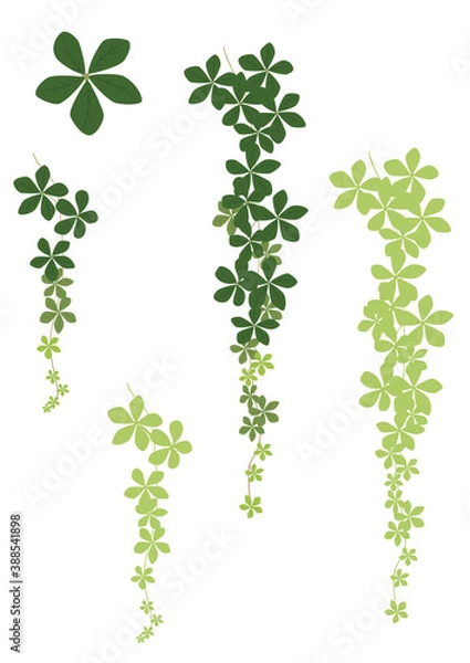 Fototapeta 観葉植物：装飾-シュガーバイン