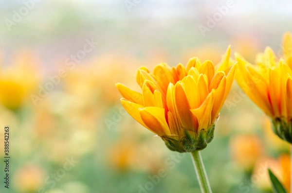 Obraz Blurry yellow chrysanthemum with blurred pattern background