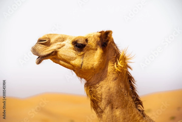 Fototapeta camel group, caravan, traveling though the desert, during the day, exposed to the heat and arid environment 