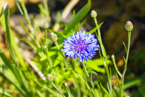 Fototapeta Blue cornflower flower on a natural background