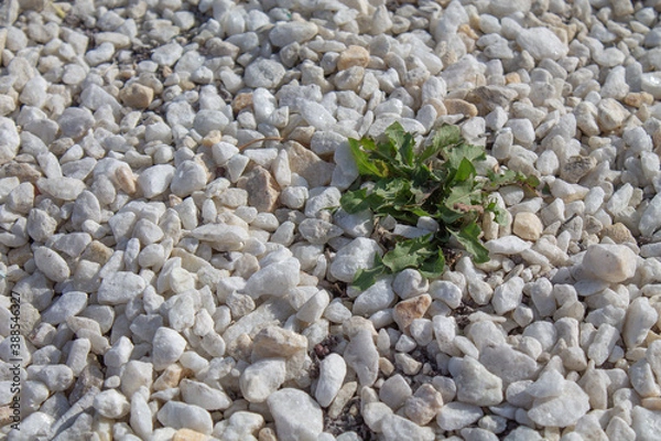 Obraz stone wall background, white stones, small
