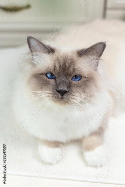 Fototapeta Sacred Birman Cat on a light background, birma