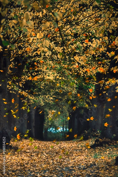 Obraz Herbstweg mit Laub und Baum Weg