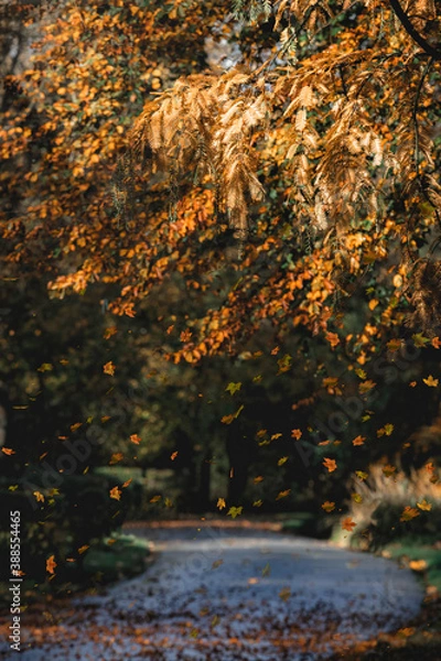 Obraz herbstlicher Wanderweg durch einen Stadtpark