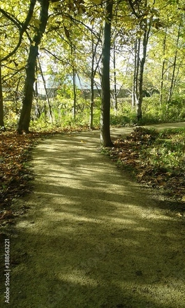 Fototapeta footpath in the woods